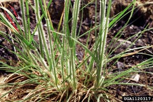 Silky Oatgrass, Downy Danthonia /
Danthonia sericea